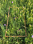 Ученые провели летние ботанические исследования в Саратовской области